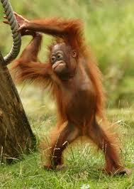 Orangutāni izrāda agresiju ar... Autors: Danīīīīīī Faktiņi. ;)