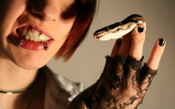  Autors: laaacene Snake Bites Piercing.
