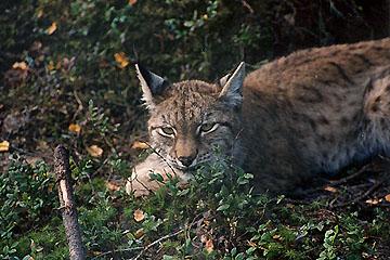  Autors: Murmuls Lūši