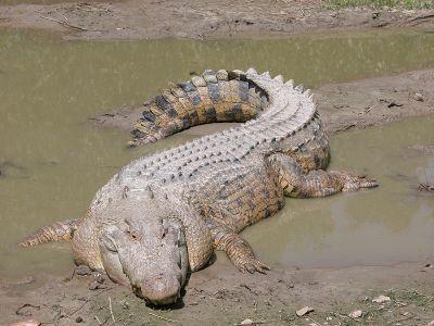 Saltwater CrocodileThe largest... Autors: Fosilija Bīstamie dzīvnieki Austrālijā.