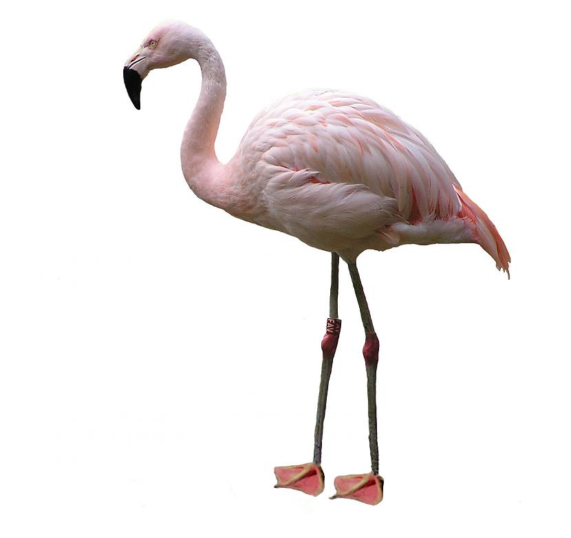 Flamingo čurā uz savām kājām... Autors: vārna Did you know?