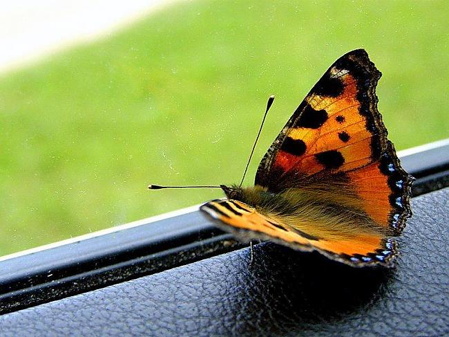 Cilvēkam ir mazāk muskuļu kā... Autors: Fufucis interesanti faktu MEGA paka.