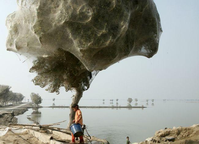 Rezultāts Lielākā daļa koku... Autors: kikijs Zirnekļu uzbrukums Pakistānai.