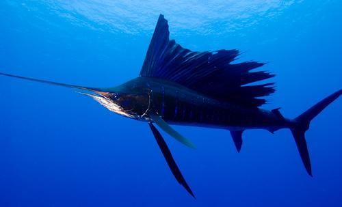 Sailfish vai arī latviskajā... Autors: 8Emsis8 Ātrums, Spēks 2