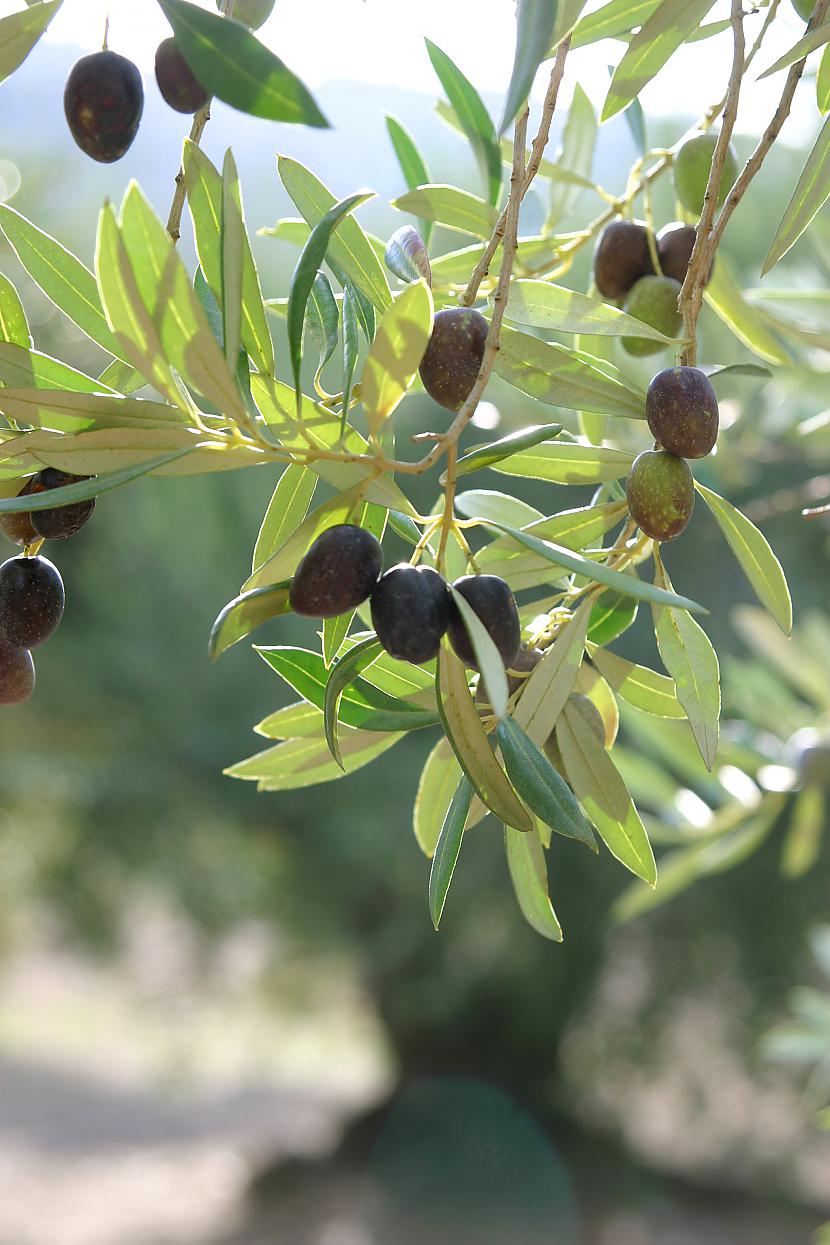  Otrajā vietā  olīvas Ar īpašu... Autors: SmallSmooker Bīstamākie pārtikas produkti