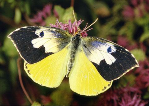 insekts  Dogface Butterfly Autors: chance Kalifornija.