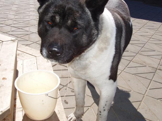 dzer daudz ūdeni gan vasarā... Autors: say cheese american akita (amerikāņu akita)