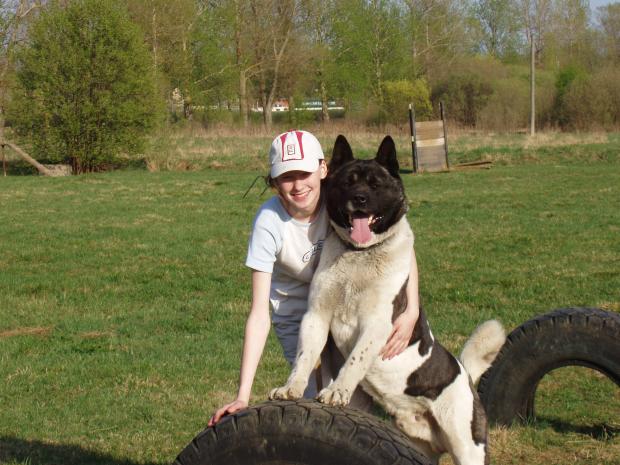 apmācības Autors: say cheese american akita (amerikāņu akita)