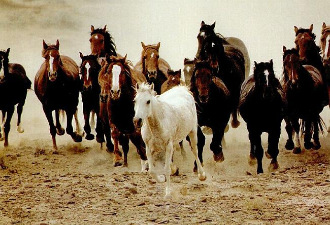Zirgu Mīļotājiem un Cienītājiem` ♥ - Spoki
