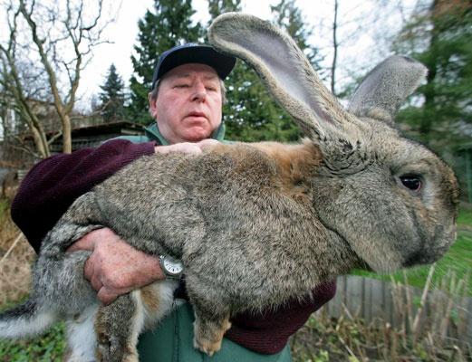 Ceru ka satikāt īsto Lieldienu... Autors: Jessica Rabbit Priecīgas Lieldienas! :)