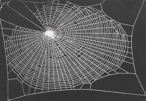 Normāls koka zirnekļa tīkls Autors: Fosilija Narkotisko vielu ietekme