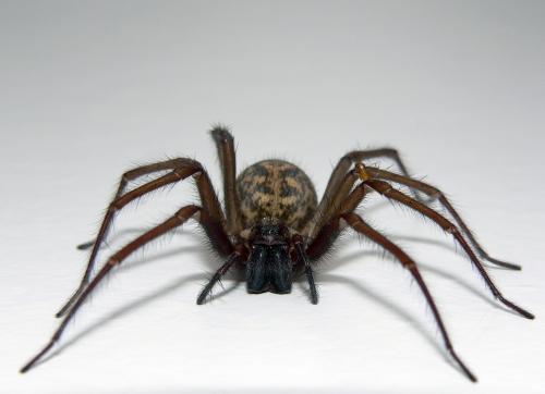 Zirnekļiem ir caurspīdīgas... Autors: Trolololo Interesanti fakti