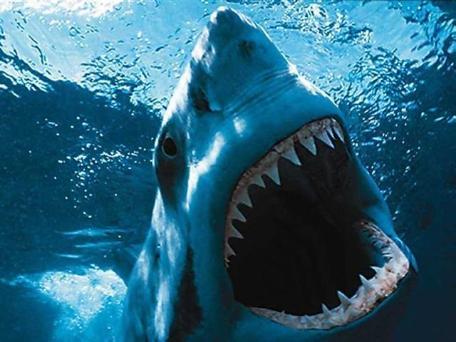 Haizivs var sajust vienu asins... Autors: Dīleris Visai interesanti fakti!