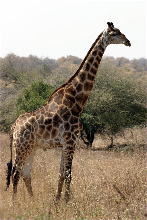Žirafe var iztikt bez ūdens... Autors: Dīleris Visai interesanti fakti!