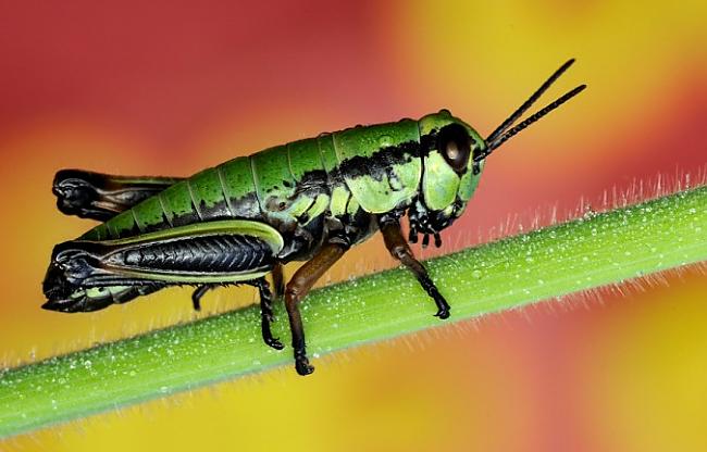 Kā smagākais kukainis rekords... Autors: sLoZo Kukaiņi un par tiem