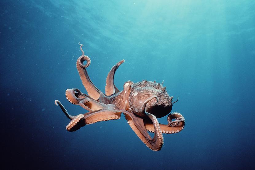 Daži astoņkāji dzīvo dziļos... Autors: kaķūns bezjēdzīgi fakti 5.