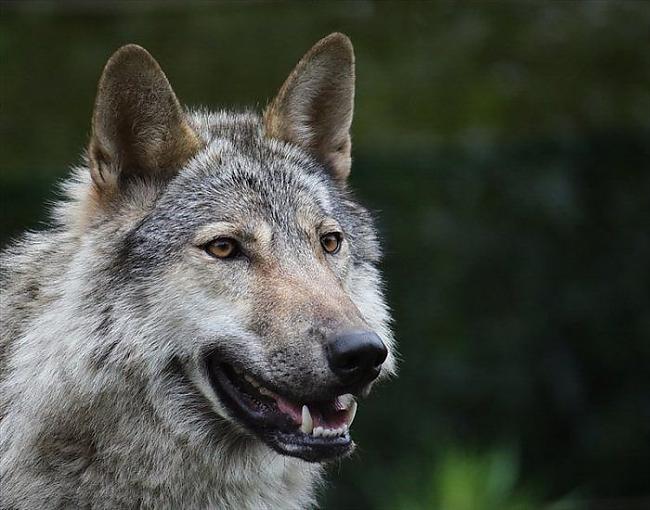  Autors: Fry Interesantas dzīvnieku bildes