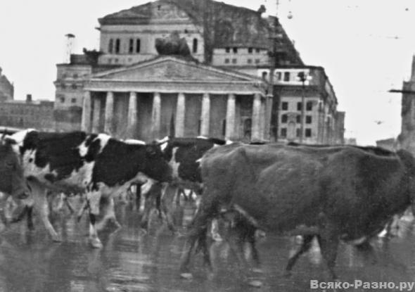 Masveida lopu evakuācija caur... Autors: Meelina 1941. gada bildes