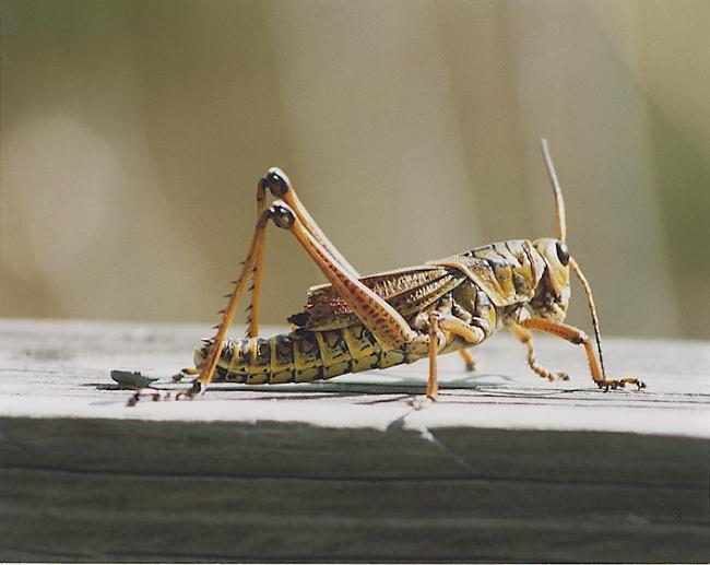 Circeņu ausis atrodas uz... Autors: Kyyy Interesanti fakti par dzīvniekiem 2.