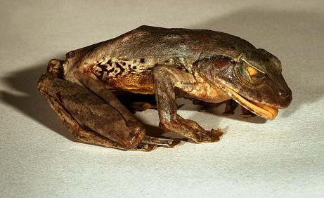 Sri Lankan Shrub Frog Autors: Fosilija Jaunas dzīvnieku sugas.