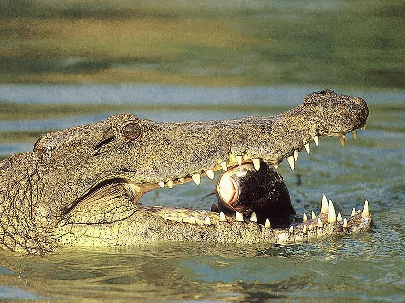 Krokodili ir mūsdienu... Autors: ML Neticami, bet fakts - 4