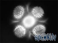 Attēlā saulespuķes... Autors: Kadets Jauna ierīce mikroobjektu 3D fotografēšanai