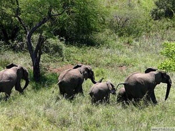 Mozambikas samiem apaugļošanas... Autors: Fragma1 Dzīvnieki ar dīvaino seksuālo dzīvi