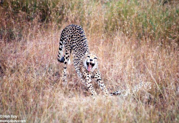 Gepardu tēviņiem ir nelielas... Autors: Leopardsmežonis Wild animal. Gepards.