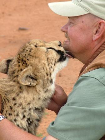 Gepardu ir viegli piejaucēt Ja... Autors: Leopardsmežonis Wild animal. Gepards.