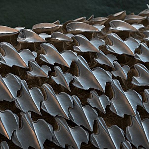 Haizivs āda Autors: MILFS Aplūkojot pasauli ar mikroskopu