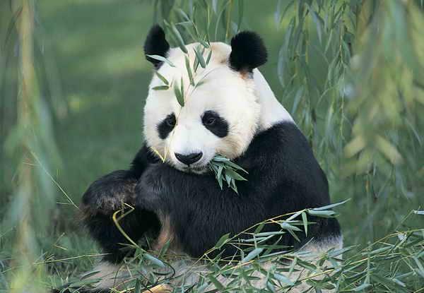 Lielās pandas ir veģitārieši Autors: skaistā lellīte Fakti par pandām.