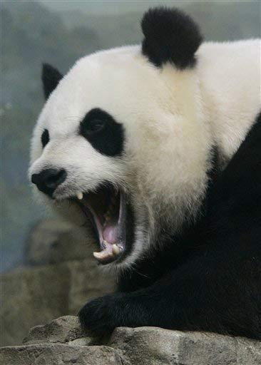Savvaļā lielās pandas mātītēm... Autors: skaistā lellīte Fakti par pandām.