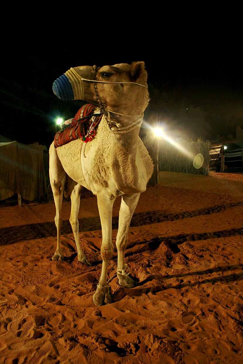 Kamieļi viņiem ir kā suņi... Autors: fejapl mans ceļojums uz Emirātiem.