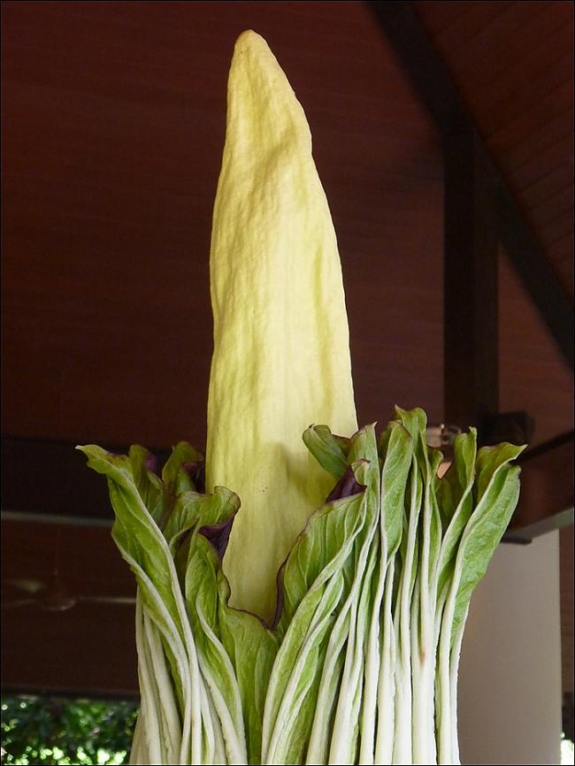  Autors: baaanis Lielākā un smirdīgākā puķe pasaulē.