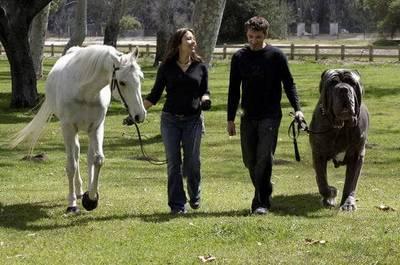 The Worlds Biggest Dog Ever... Autors: pauzerssss Pasaule Lielakas Lietas