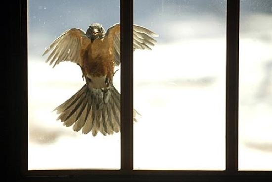 vairāk nekā 1000 putnu gada... Autors: Pušok Vai tu zināji ka ... [2]