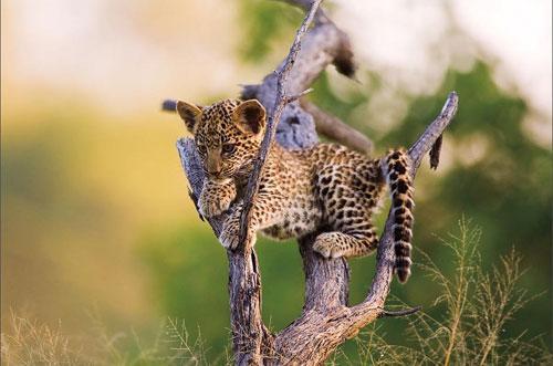 Botsvāna quotleoparda... Autors: Jaromejs Nature"s Best Photography versijas labākās 2008.gada dabas