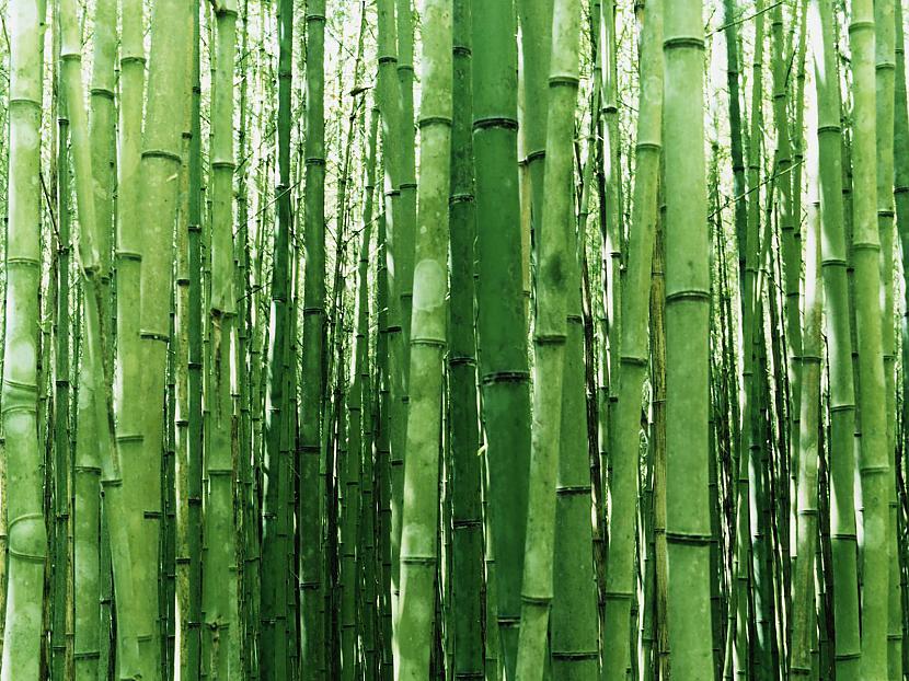 Bambuss Bambuss tiek uzskatīts... Autors: burnenergy Vai tu esi māņticīgs?