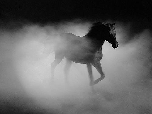 Zirgi tumsā redz labāk nekā... Autors: MazaisKeksinjsh Interesanti fakti par dzīvniekiem. Zirgi