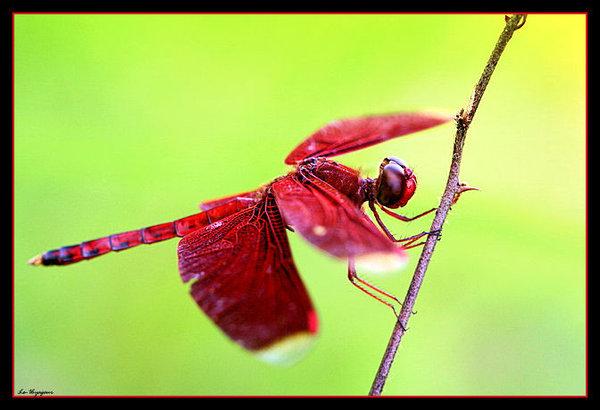 Latvijā sastopamajām sugām... Autors: Murrr Dragonfly