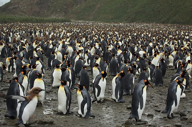  Autors: Fosilija Masīva pingvīnu kolonija Dienviddžordžijā