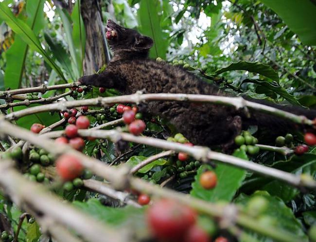  Autors: kashax1 Kā top pasaulē dārgākā kafija