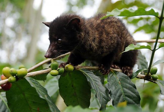  Autors: kashax1 Kā top pasaulē dārgākā kafija