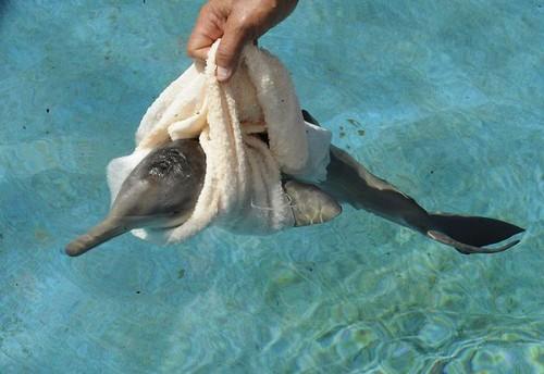Delfīni pārojas atrodoties ar... Autors: zirnekļcūks 10 dienas vecs delfīns
