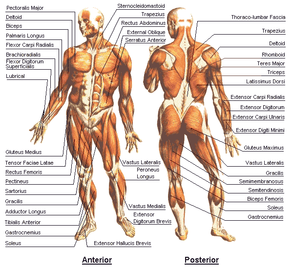 anatomija  pēta ķermeņa uzbūvi Autors: SuperPankūciņš Cilvēka ķermeņa zinātnes