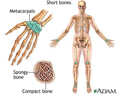 osteoloģija  kaulus Autors: SuperPankūciņš Cilvēka ķermeņa zinātnes