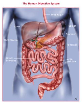 gastroenteroloģija  gremošanas... Autors: SuperPankūciņš Cilvēka ķermeņa zinātnes