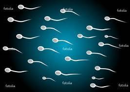 Spermatozoīds ir pati mazākā... Autors: ciLVēks13 Interesanti fakti