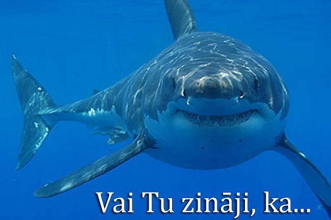Vai Tu zināji ka haizivīm... Autors: Treiseris Vai Tu zināji, ka...? (FAKTI)