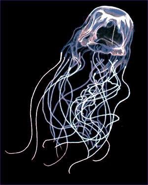 9 vieta  Box jellyfish... Autors: Raiviijs Top 10 nāvējošākie dzīvnieki.